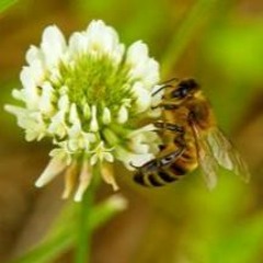 BEES  (Alfonso Llorente)