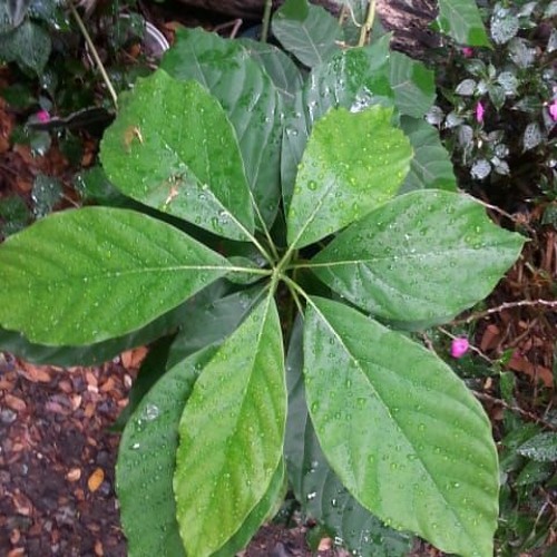 Stream La Planta Y Sus Partes Para Nios Ciencias Naturales Para Nios Stream La Planta Y Sus Partes Para Nios Ciencias Naturales Para Nios