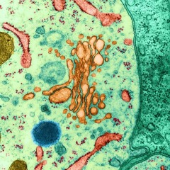ÁSPORA EVERYWHERE