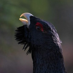 Capercaillies flying in at dusk and lekking at dawn