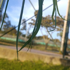 Cr1zyy - Veneno (Prod by. OceanVibe!)