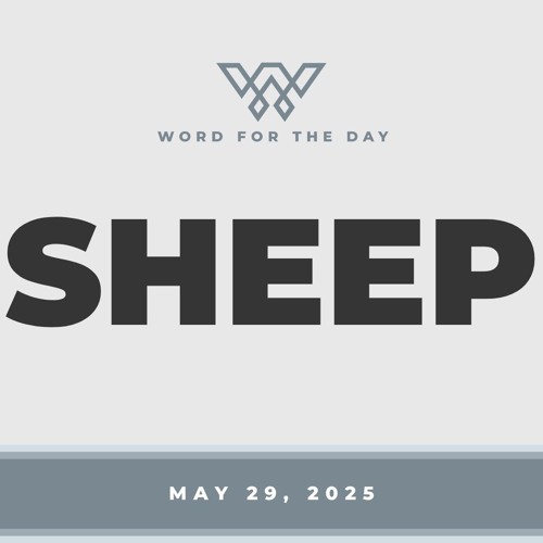 Sheep