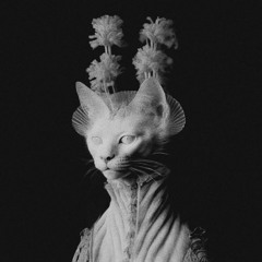 ⨥The Holy Mountain⨥ Welcome To Reality⨥