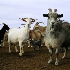 HELLBOY FREESTYLE (feat. THUG DA PLUG)