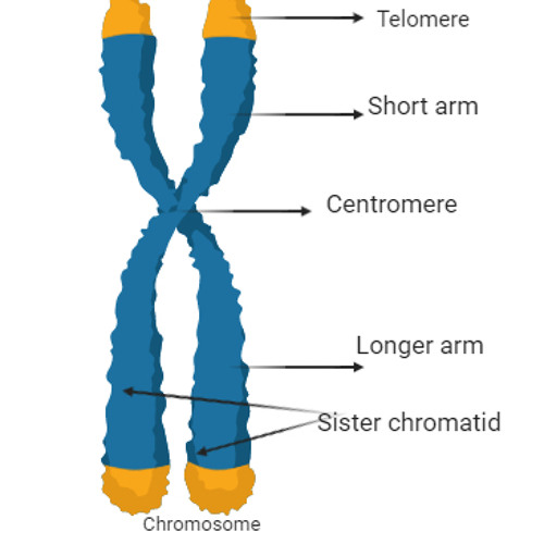 1 more chromosome