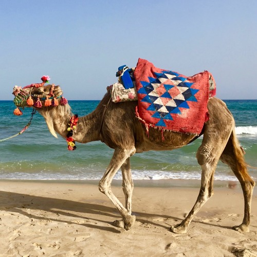 Camel Groove