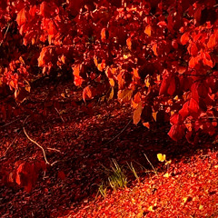 I Spent the Day on the Wings of a Butterfly