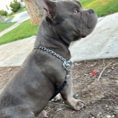 Can You Remember (Prod. TylianMTB) by 303 Capone