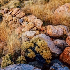 How I Felt in the Desert