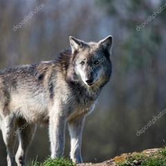 Hungry like the wolf cover - hobgoblin44