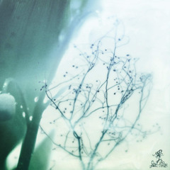 not like u prod me 8fleurir blackstar