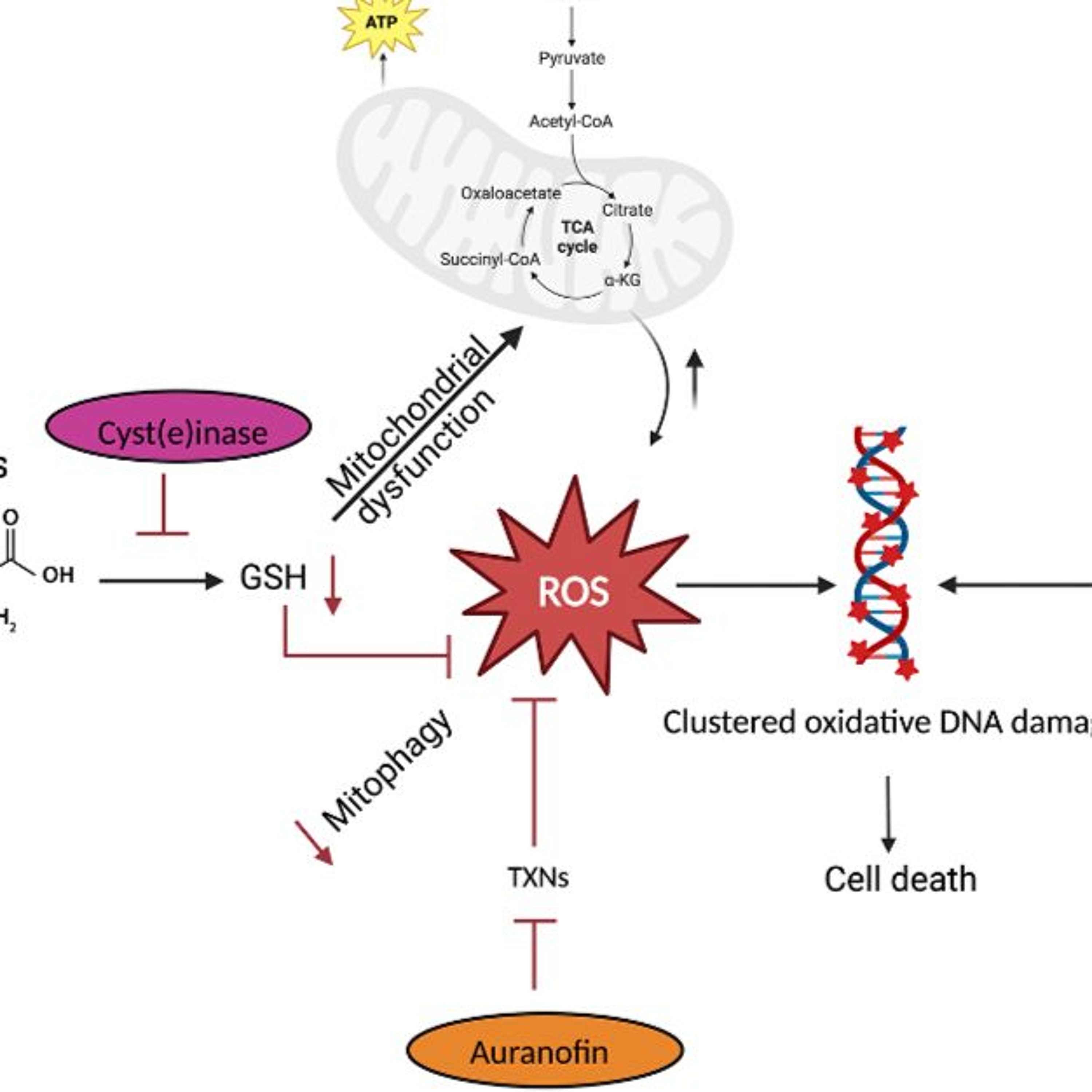 Oncotarget