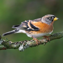 Brambling Flyby Calls - MixPre - 2775 01.WAV