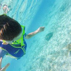 Best Snorkeling In Oahu For Beginners Prices Reviews