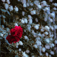 The Rose – Piano Karaoke