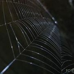 SP