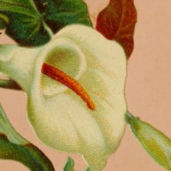 UPSIDE DOWN :: THORNS