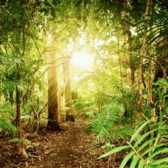 Rainforest Guided Meditation ~ Revised March 2024 🌳😴💖
