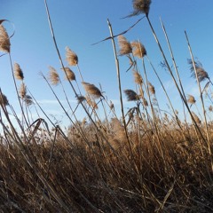Running in the Fields of Gold
