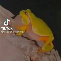 Shy Little Frog - TikTok