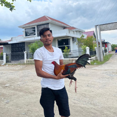 SPECIAL REQUEST BUDAK FLORA FROM PONTIANAK MENYALA 🚀🚀🚀 - [Putu Pangestu]