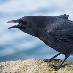 Crows Are Determined