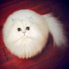 Spherical white cat
