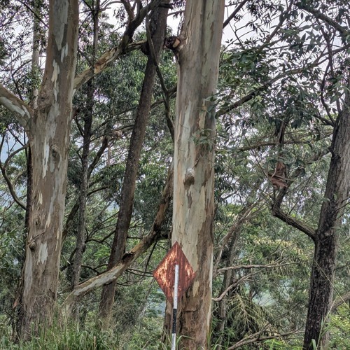 rustling echoes