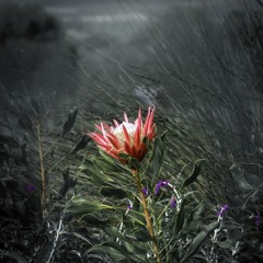Plant-Based Series: Protea