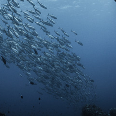 Under the Sea