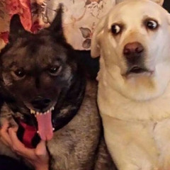 WE SO TRAUMATIZED OUT HERE