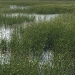 Odaabaanag - I. Tom Chisel - November 30 2019