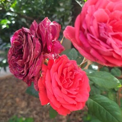 هستی چه بود، سحر محمدی.mp3