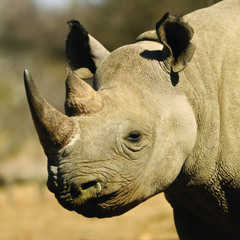 Rhino Freestyle (prod. Rhino Hop by Map)