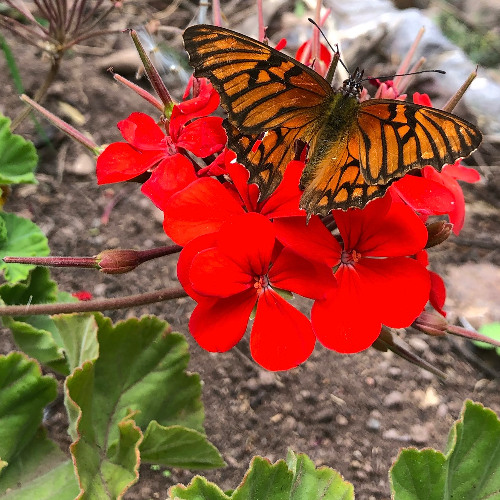 Kantu Performance July 20, 2024