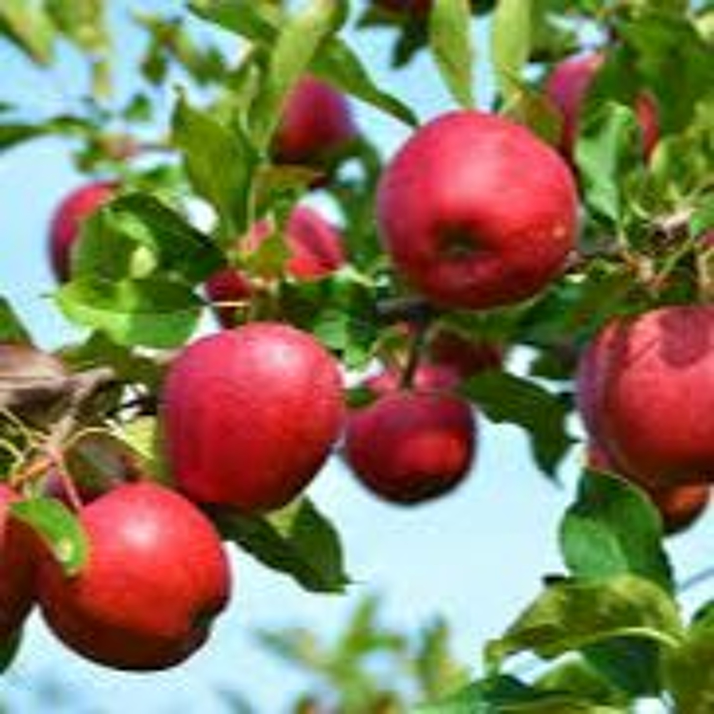 Lessons from the Fruit Tree thumbnail