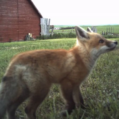 не_устойчивый_21.01.25_0:03.mp3