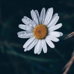 Ya_Ali_|_Vicky_Singh_-_Cover_|_Pehchan_Music_|_Gangsters_|_Zubeen_Garg_|_Emraan_Hashmi_|(256k).mp3