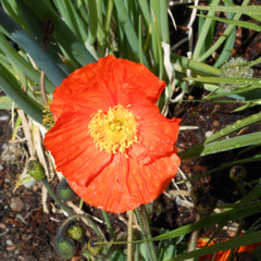 A California Christmas