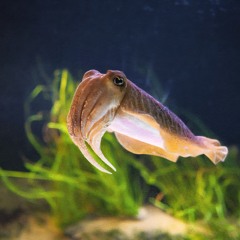 cuttlefish cuties