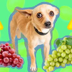 ruby bell, math, sollie - eating grapes (prod. n8ureboi)