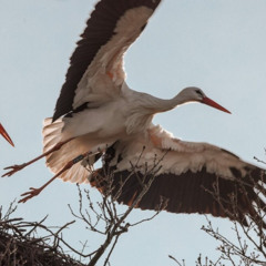 Nyfødt Kultur - Hermish