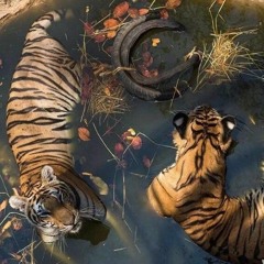 Anti Da Menace - Milk & Cookies 432hz