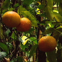 Grapefruit