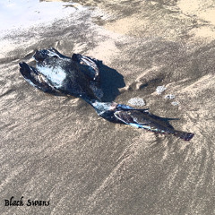 Black Swans