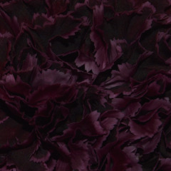 Interiorem Meridiem (For Pipe Organ)