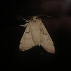 girlmoth - demo