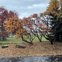 All Praise Pastor Dez