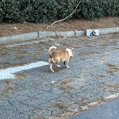 starving dogs outside