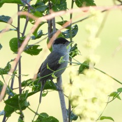 Curruca_Capirotada / Blackcap /Sylvia_atricapilla